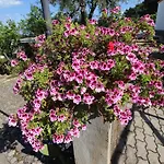 Villaggio Passo Dell'arciprete Vieste