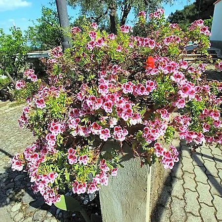 Villaggio Passo Dell'arciprete 4* Βιέστε
